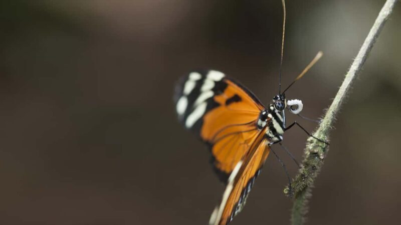 Bordano: Butterfly House Entry Ticket - Key Points