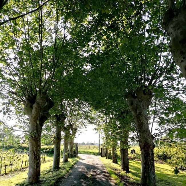 Bordeaux: Explore an Organic Family Vineyard with Tasting - Final Thoughts: Who Will Love This Tour?