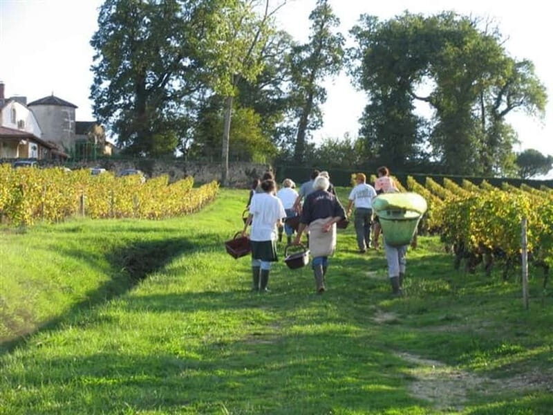 Bordeaux: Graves, Pessac-Léognan, and Sauternes Vineyards - Key Points