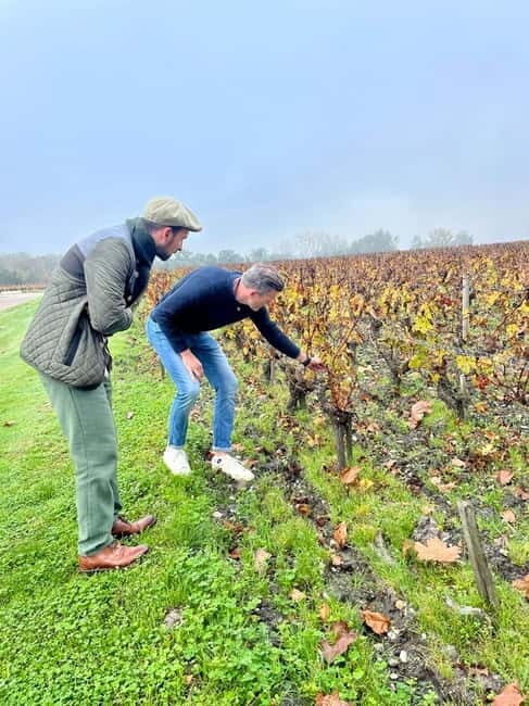 Bordeaux: Graves, Pessac-Léognan, and Sauternes Vineyards - An In-Depth Look at the Bordeaux Vineyard Tour