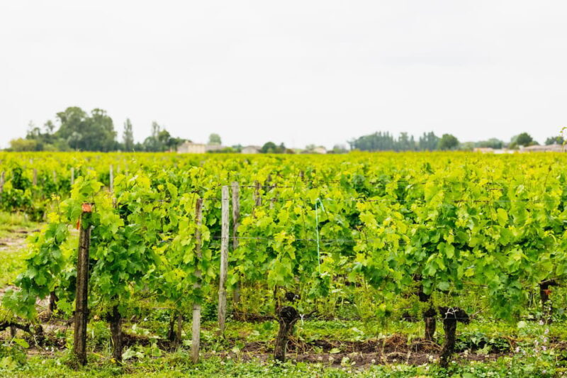 Bordeaux: St. Emilion Day Trip with Wine Tasting and Lunch - The Balance of Price and Value