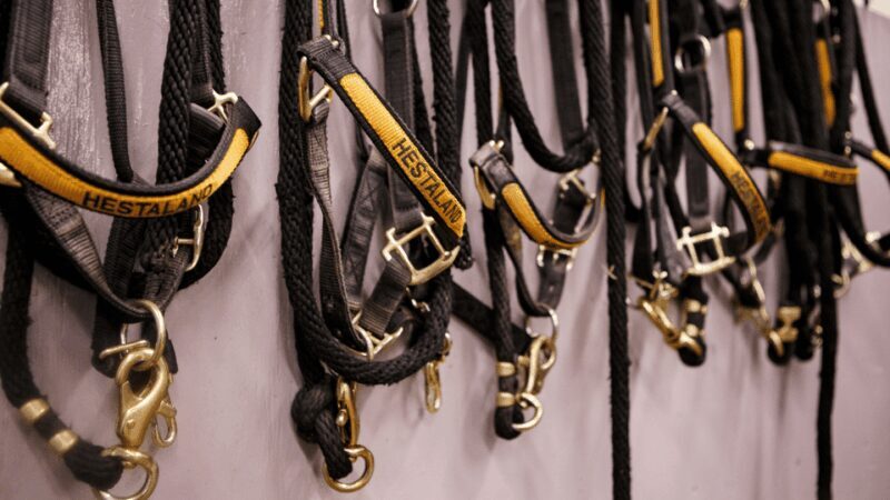 Borgarnes: Horseback Riding Tour with Prep Lesson - What the Tour Looks Like in Practice