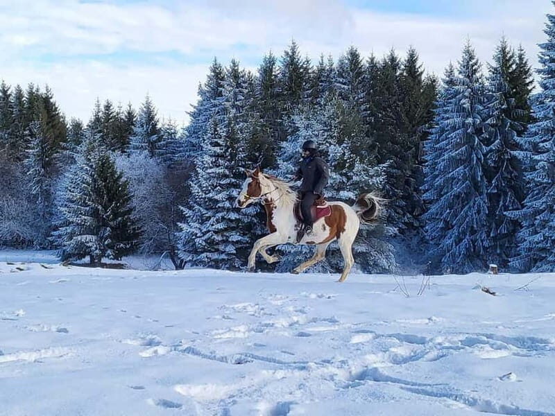 Borovets: Horse Riding Experience - Practicalities and Tips