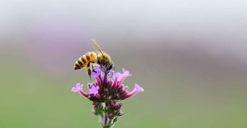 Bosa: discover the products of the beehive - A Closer Look at the Beekeeping Experience in Sardinia