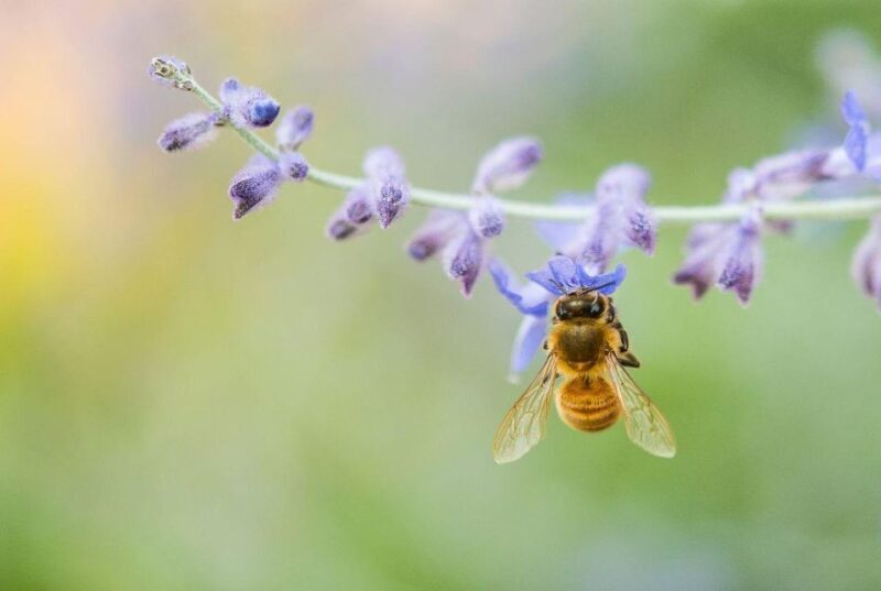 Bosa: discover the products of the beehive - The Sum Up