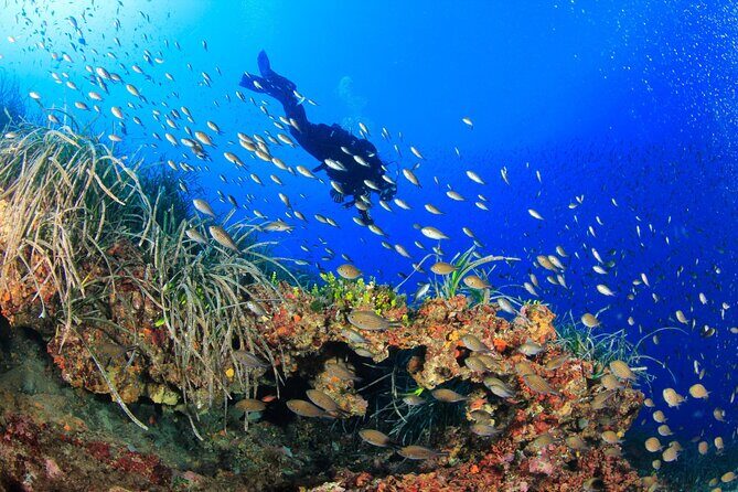 Bosa Diving Baptism - Key Points