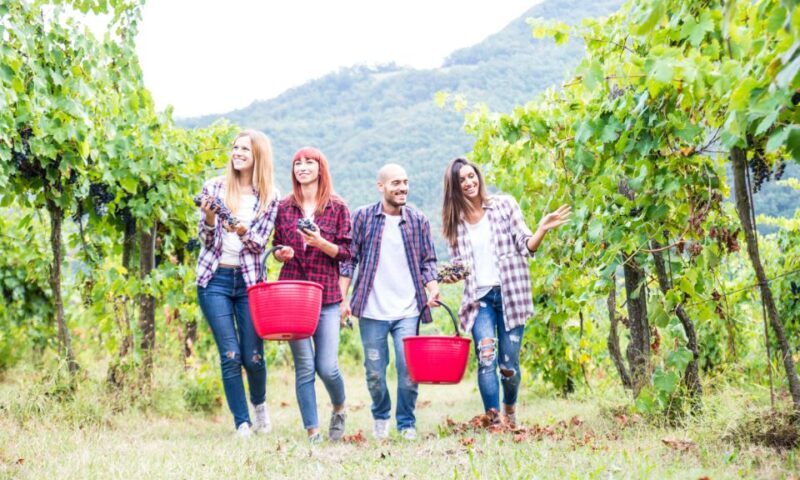 Boscotrecase: Vesuvius Wine Tasting Tour With Lunch - Key Points