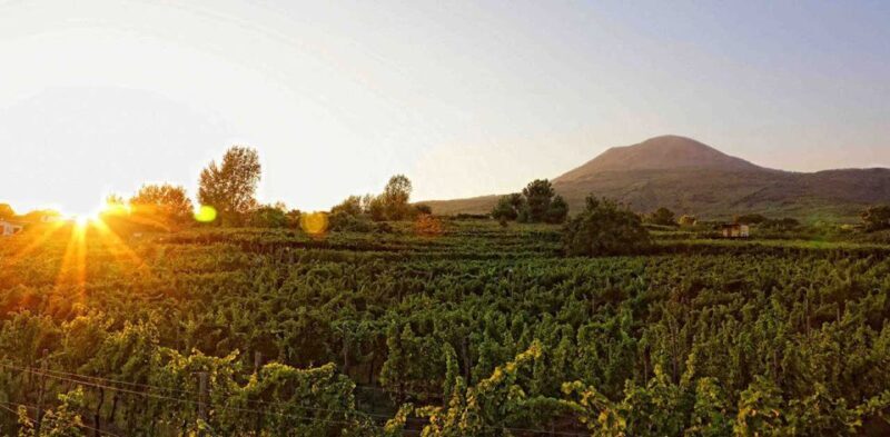 Boscotrecase: Vesuvius Wine Tasting Tour With Lunch - What Past Guests Say