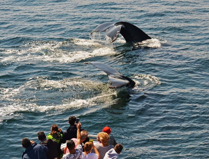 Boston: City Cruises Whale Watching Cruise - Naturalists From the New England Aquarium: Clear Whale Talk