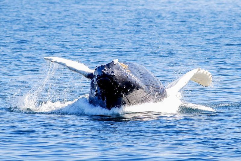 Boston: City Cruises Whale Watching Cruise - Timing Reality: The 210-Minute Schedule and Why It Can Change