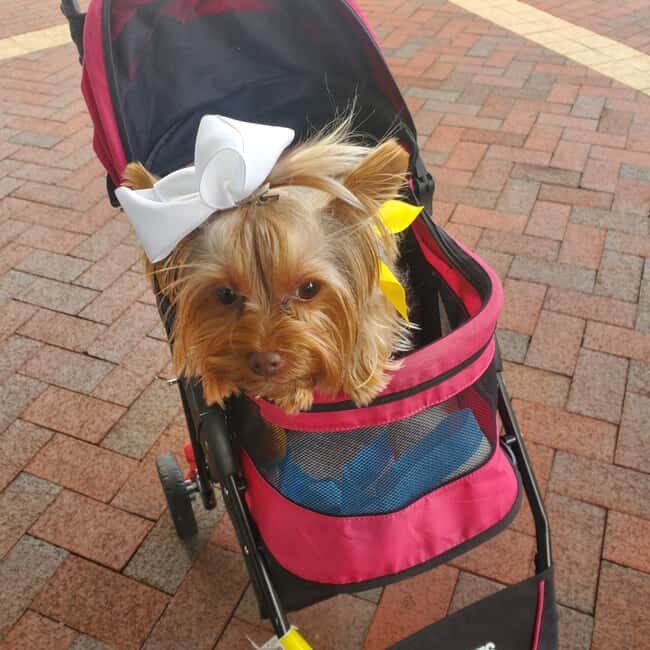 Boston: Dog-Friendly Halloween Costume & Sightseeing Cruise - Final Thoughts