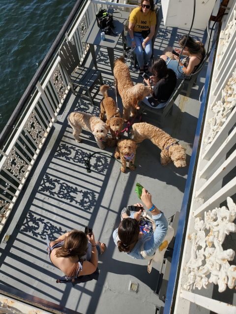 Boston: Scenic Harbor Cruise (Dog-Friendly) - The Sum Up