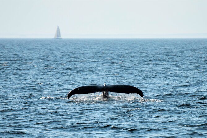 Boston Whale Watching Cruise by High-Speed Catamaran - Weather and Seasickness Considerations