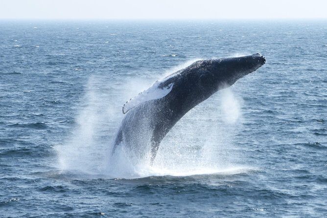 Boston Whale Watching Cruise by High-Speed Catamaran - Final Thoughts: Is It Worth It?