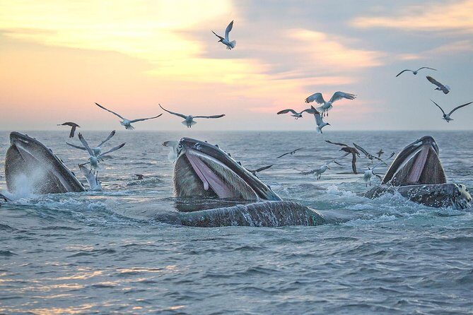 Boston Whale Watching Cruise by High-Speed Catamaran - FAQ