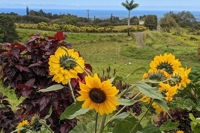 Botanical Tour and waterfall swim at The Cloudforest Bioreserve - What to Expect from the Tour