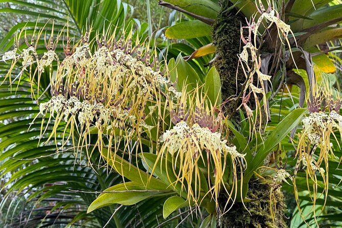 Botanical Tour and waterfall swim at The Cloudforest Bioreserve - The Sum Up
