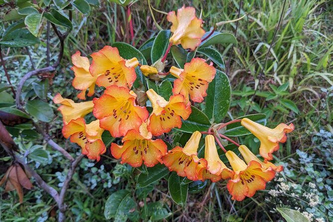 Botanical Tour and waterfall swim at The Cloudforest Bioreserve - FAQ