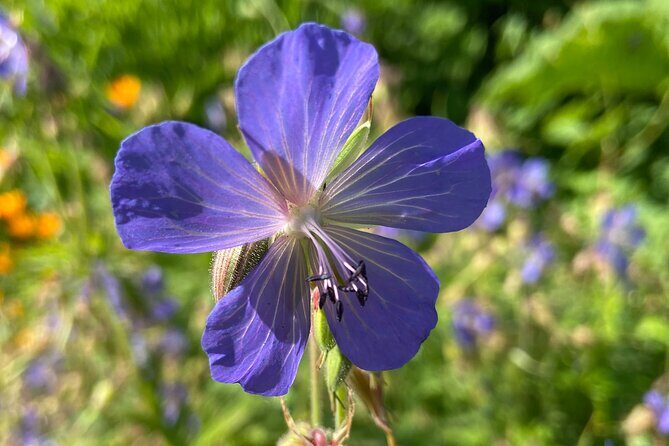 Botany of Witchcraft - FAQs about the Botany of Witchcraft Tour