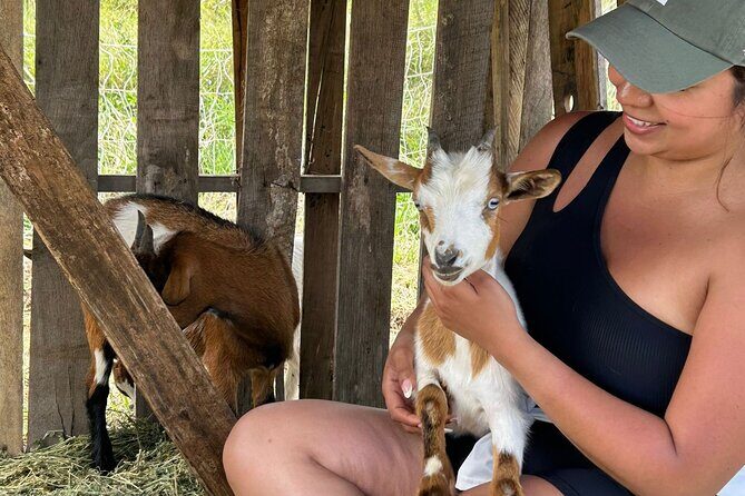 Bottle Feed & Cuddle Baby Goats Tour on Big Island Farm - Key Points