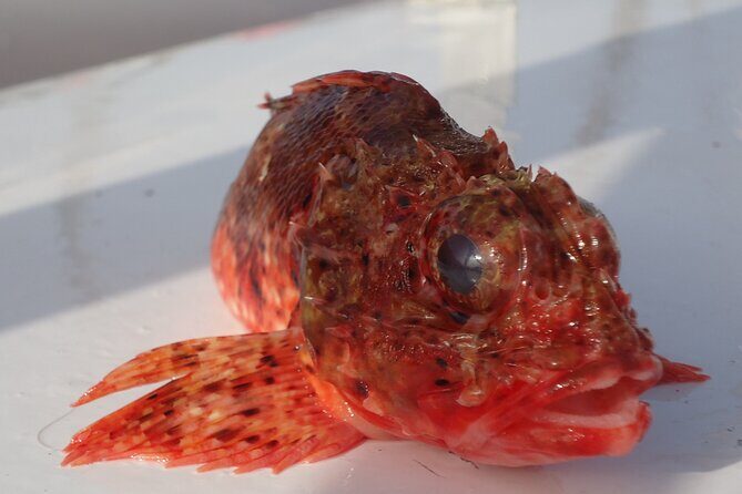 Bottom Fishing Activity from Quarteira - Who Should Consider This Tour?