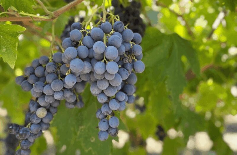 Boutique Winery Tour & Tasting in Valpolicella - FAQ