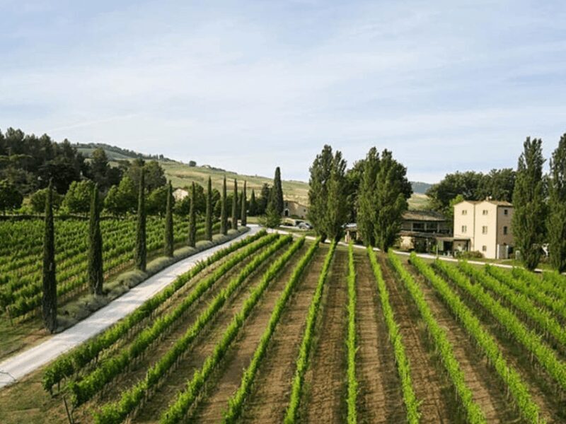 Boutique Winery Visit & 5 Organic Wine Tastings near Urbino - A Close Look at the Experience