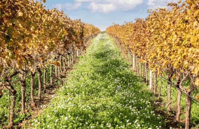 Boutique Winery Visit & Tasting near Rome - An Intro to the Experience