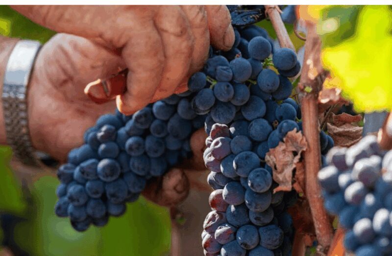 Boutique Winery Visit & Tasting near Rome - An In-Depth Look at the Itinerary