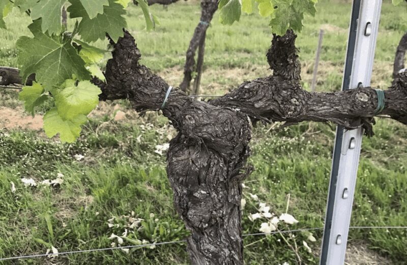 Boutique Winery Visit & Wine Tasting near Arezzo - Why This Tour Stands Out