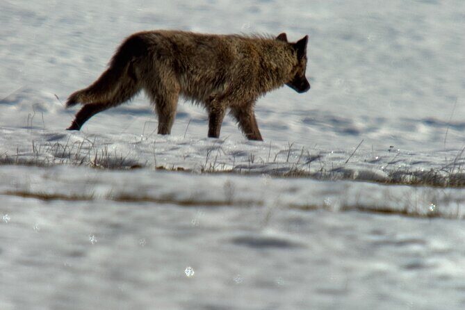 Bozeman Winter Wildlife Safari, Lamar Valley, Burrito and Lunch - Key Points