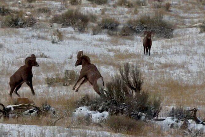 Bozeman Winter Wildlife Safari, Lamar Valley, Burrito and Lunch - The Sum Up