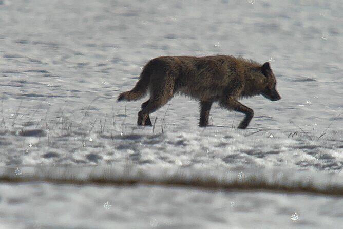 Bozeman Winter Wildlife Safari, Lamar Valley, Burrito and Lunch - FAQ