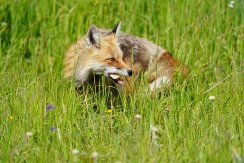 Bozeman: Yellowstone & Grand Teton National Park with Hotel - The Experience: What Travelers Say and What You Can Expect