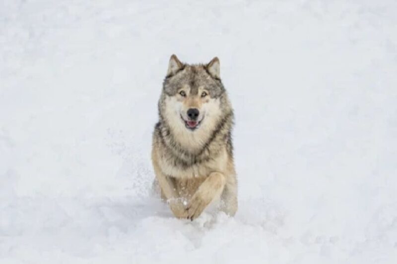 Bozeman: Yellowstone Wolves and Winter 4Day/3Night Adventure - What to Expect from the Experience