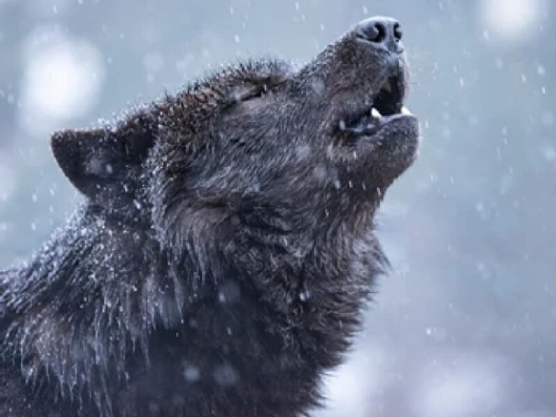 Bozeman: Yellowstone Wolves and Winter 4Day/3Night Adventure - The Cost and Overall Value