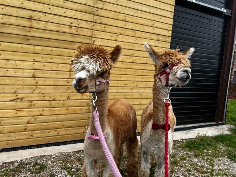 Brackenfield: Alpaca Trek - Practical Considerations