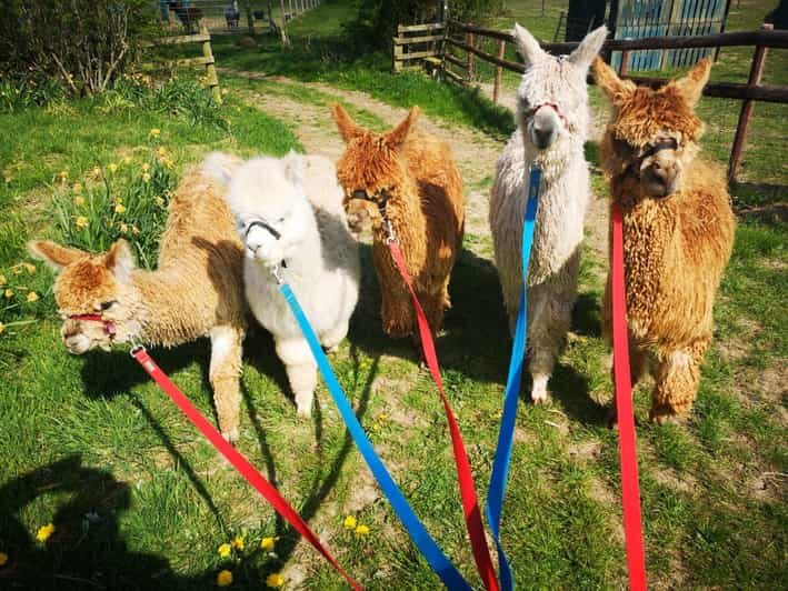 Brackenfield: Alpaca Trek - Real Traveler Feedback