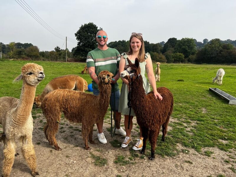 Brackenfield: Alpaca Trek - Who Is This Tour Best For?