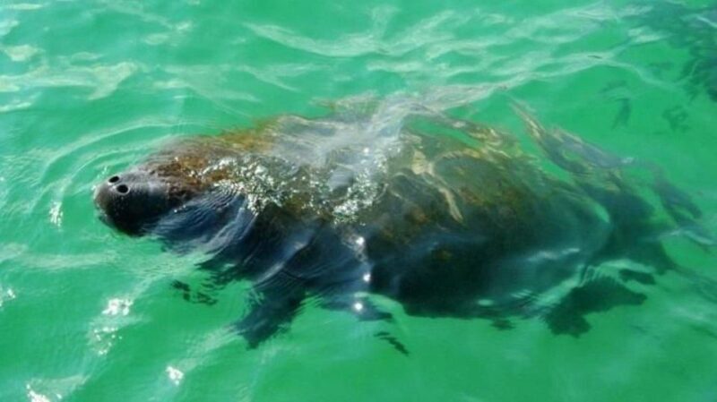 Bradenton: Anna Maria Island Guided Kayaking Manatee Tour - Key Points
