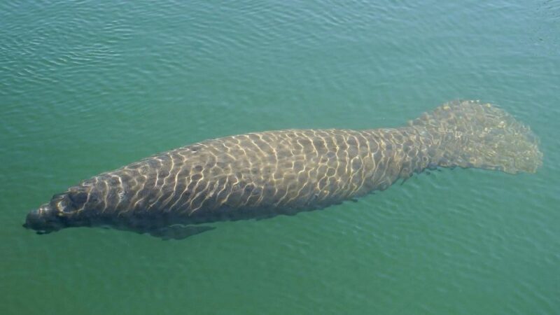 Bradenton: Anna Maria Island Guided Kayaking Manatee Tour - What to Expect from the Tour