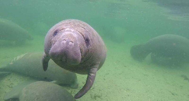 Bradenton: Anna Maria Island Guided Kayaking Manatee Tour - Evaluating the Value