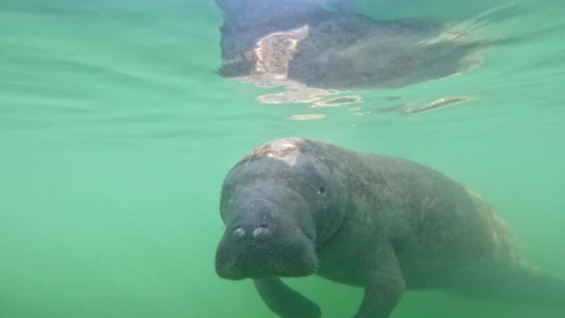 Bradenton: Guided Pedal Kayak Tour - Exploring Florida’s Mangroves on a Guided Pedal Kayak Tour