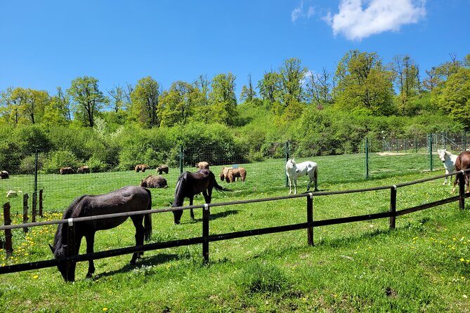 Bran Castle & Bear Sanctuary from Brasov - Optional Peles Castle - A Close Look at the Tour Experience