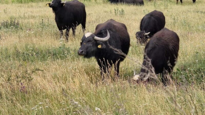 Braov: 3-Day Highlights of Transylvania Private Tour - Final Thoughts