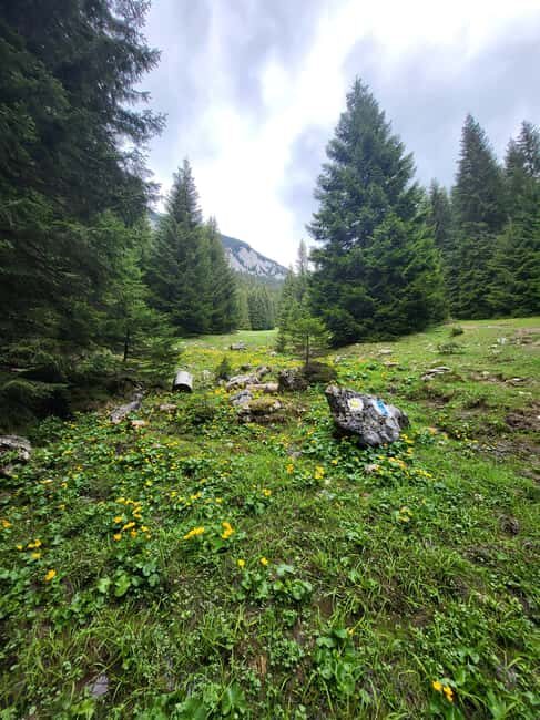 Braov: Private Piatra Craiului Hike to Curmatura Cabin - Authentic Feedback from Travelers