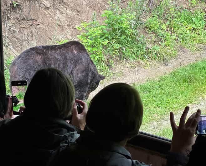 Brasov: Bear Watching in the Wild (From a Hideout) - Introduction: A Friendly Guide to What This Tour Offers