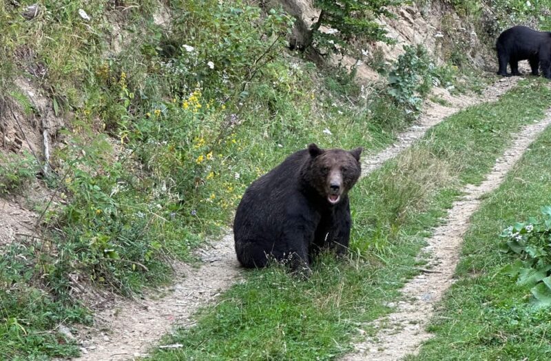 Brasov: Bear Watching in the Wild (From a Hideout) - The Experience Itself: What You Can Expect
