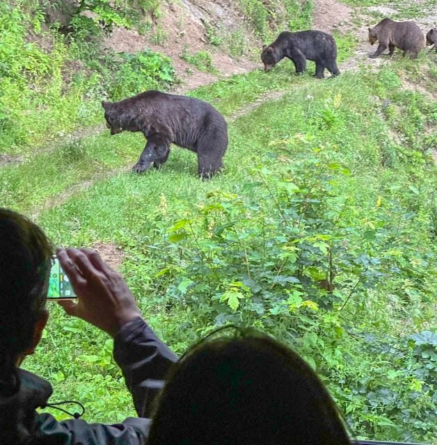 Brasov: Bear Watching in the Wild (From a Hideout) - The Value of This Tour