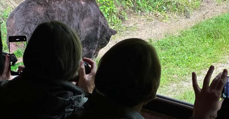 Brasov: Bear Watching in the Wild (From a Hideout) - Who Would Love This Experience?